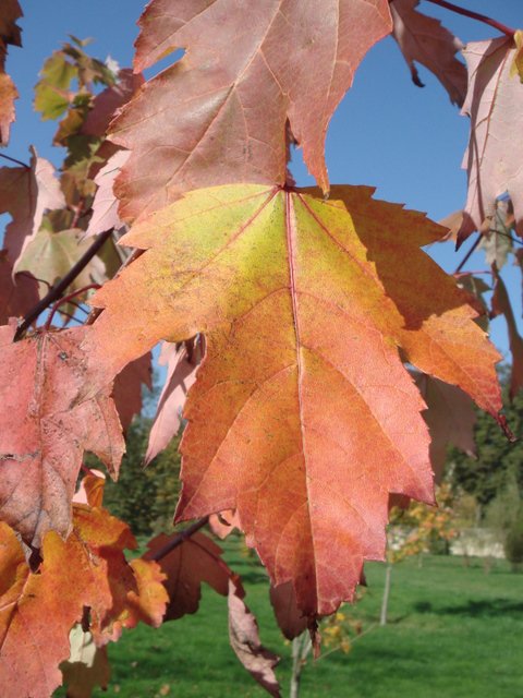 Acer x freemanii feuille automne